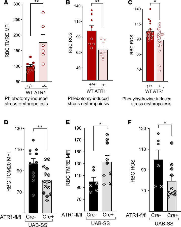 Angiotensin signaling in stress erythropoiesis promotes the accumulation...