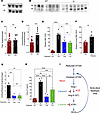 High reactive oxygen species (ROS) in SCA result in the over-activation of