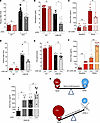 Deficient AT–ATR1 signaling lowers RBC ROS, but both AT→ATR1 signaling and