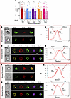 Angiotensin signaling promotes mitochondrial retention during stress erythr