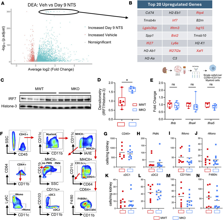 NTS nephritis induces IFN-stimulated genes, and MKO mice display elevate...