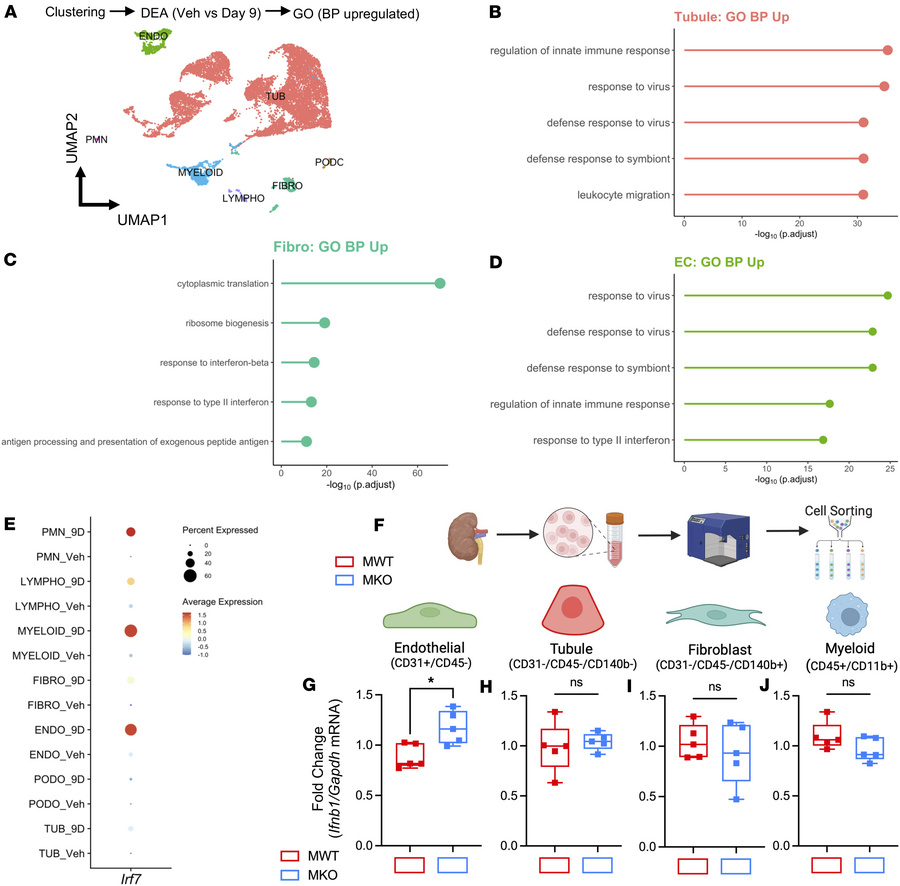 MKO mice have increased endothelial type I IFN generation after NTS neph...