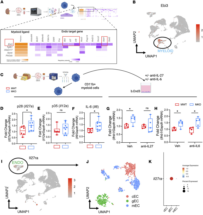 Myeloid IL-1R1 deletion increases type I IFN expression in endothelial c...