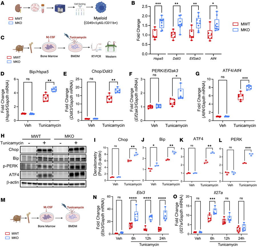 Myeloid IL-1R1 deletion increases ER stress.
(A and B) (A) Schematic of ...