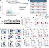 NTS nephritis induces IFN-stimulated genes, and MKO mice display elevated t