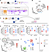 Myeloid IL-1R1 deletion increases type I IFN expression in endothelial cell