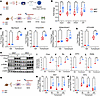 Myeloid IL-1R1 deletion increases ER stress.