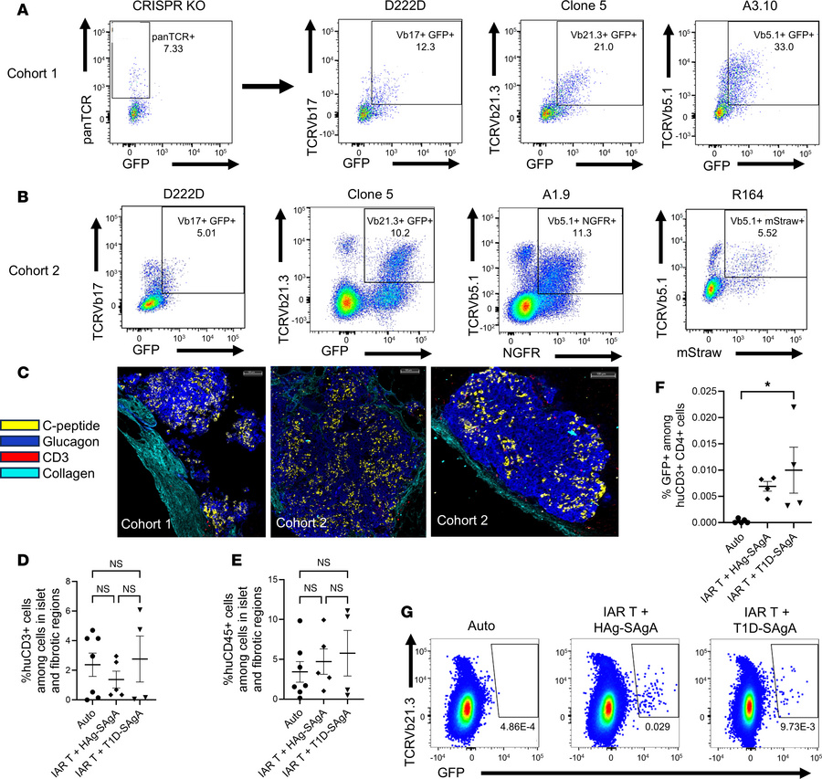 Undetectable infiltration by autologous IAR-T cells.
(A and B) Autologou...