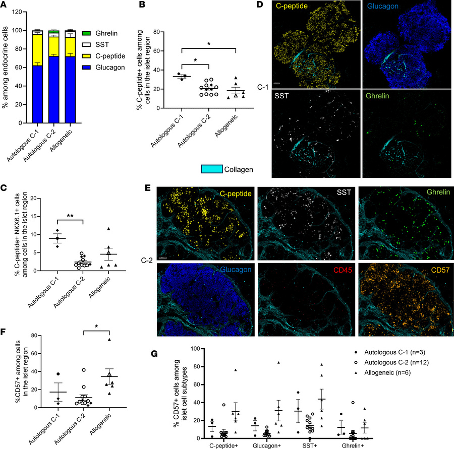 Endocrine composition of grafts.
(A) Endocrine cell populations found in...
