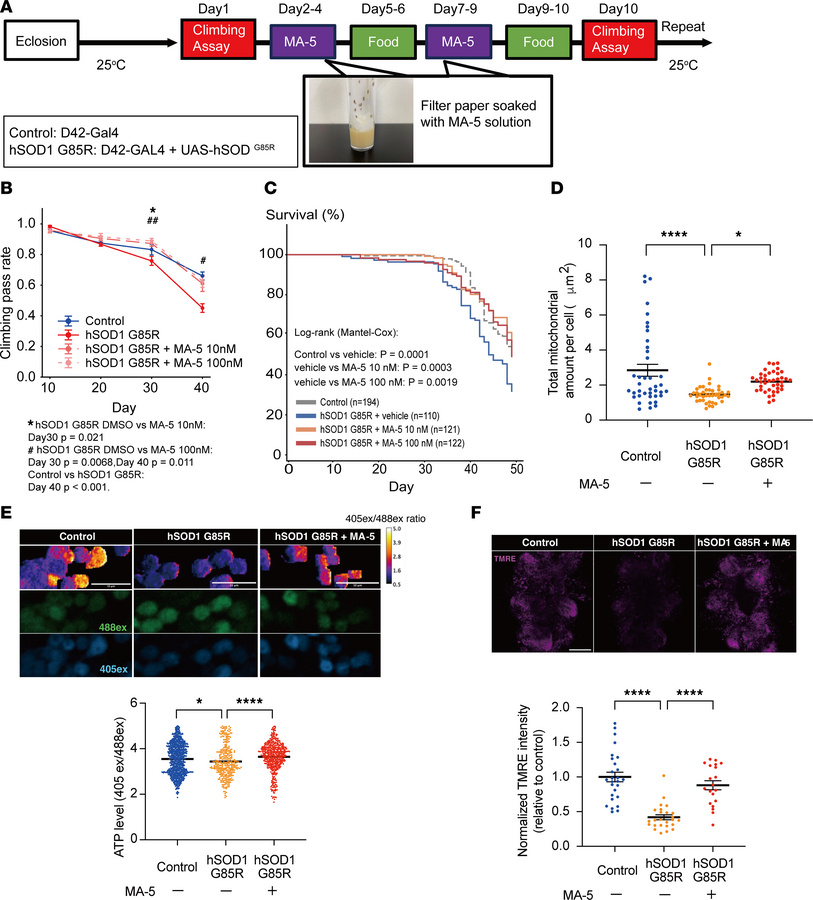 MA-5 ameliorates motor dysfunction and mitochondrial abnormalities in Dr...