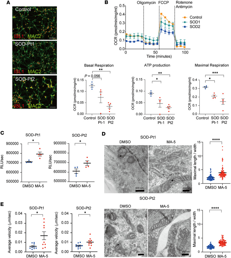 MA-5 alleviates mitochondrial dysfunction and structural abnormalities i...