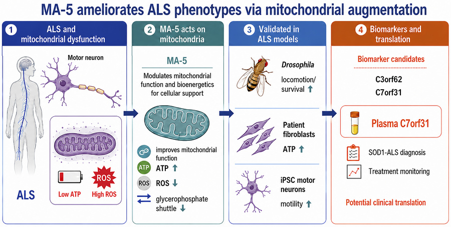 graphical abstract