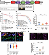 MA-5 ameliorates motor dysfunction and mitochondrial abnormalities in Droso