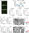 MA-5 alleviates mitochondrial dysfunction and structural abnormalities in m