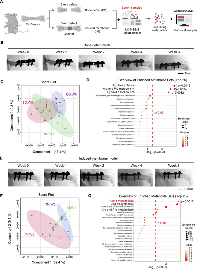 Metabolomic analysis of serum samples from rats undergoing the induced m...