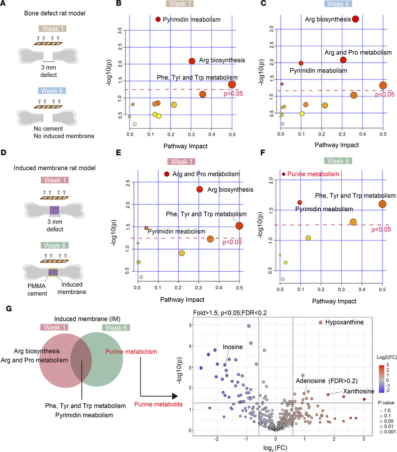 Purine metabolism is actively regulated during the first stage of induce...