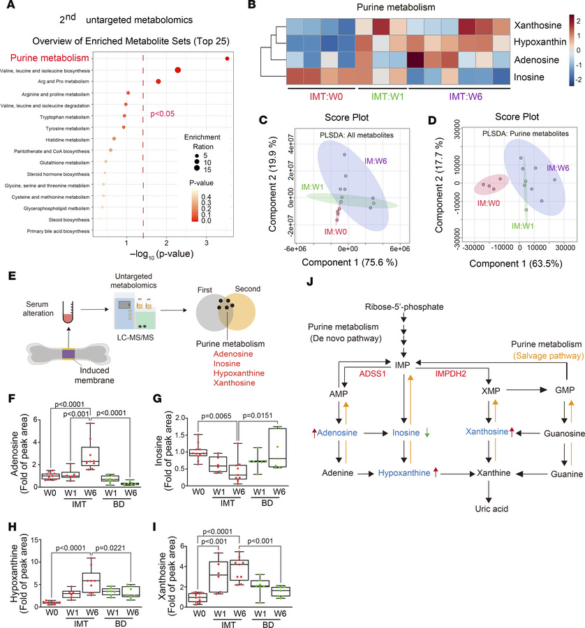 Purine metabolites have the potential to be the indicators of induced me...