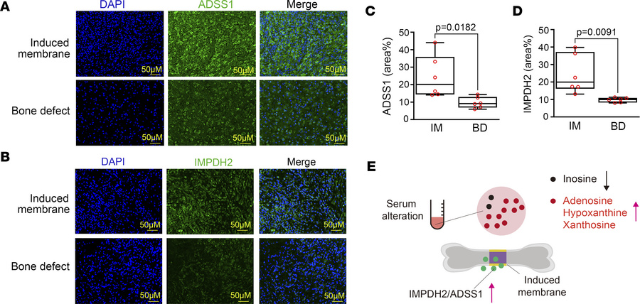 Purinergic enzymes are upregulated in the induced membrane.
(A–D) Repres...