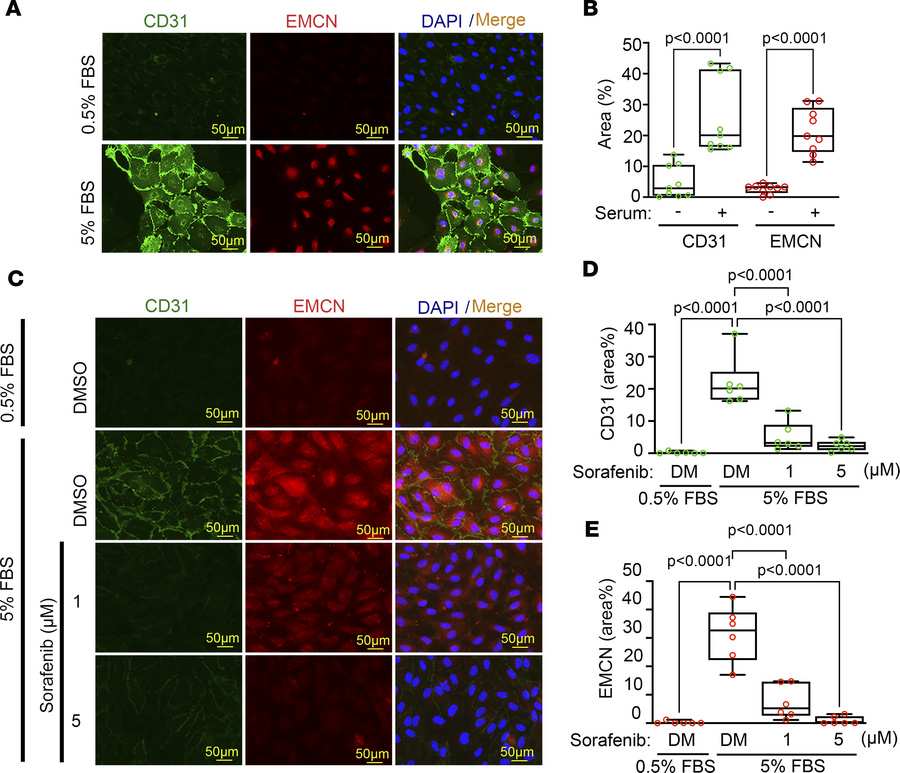 Endothelial activation in HUVECs is associated with changes in type H ma...