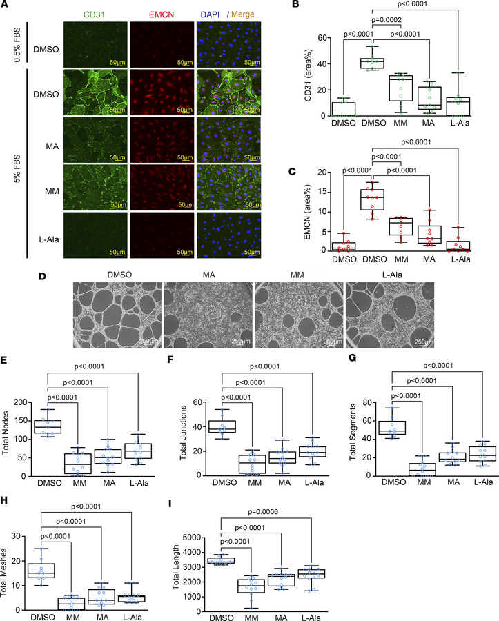 Inhibition of purine metabolism suppresses angiogenic capacity and type ...