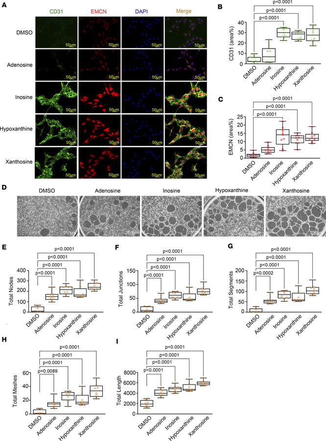 Purine metabolites promote angiogenic capacity and type H phenotype in H...