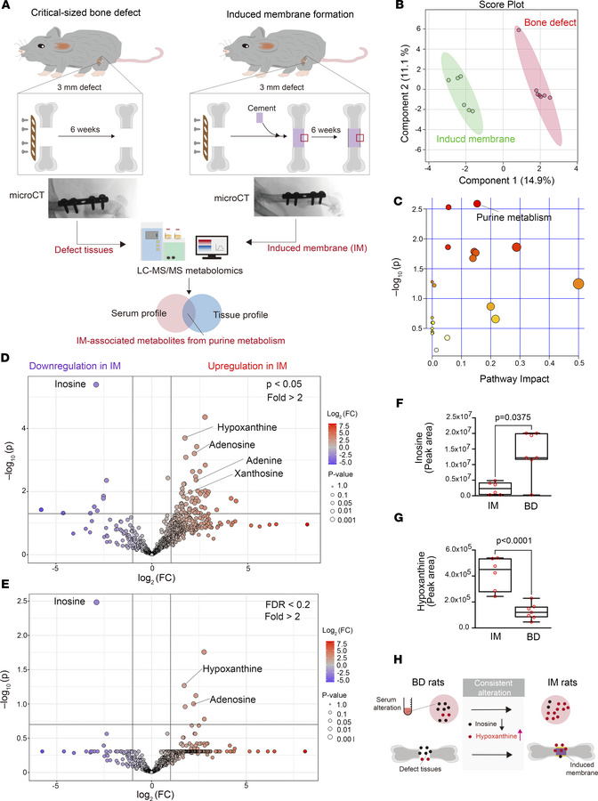 Identification of induced membrane-associated metabolites from purine me...