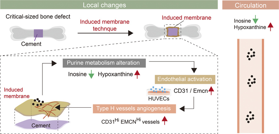 graphical abstract