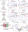 Purine metabolism is actively regulated during the first stage of induced m