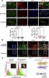 Phenotype of type H vessels is identified in the induced membrane.