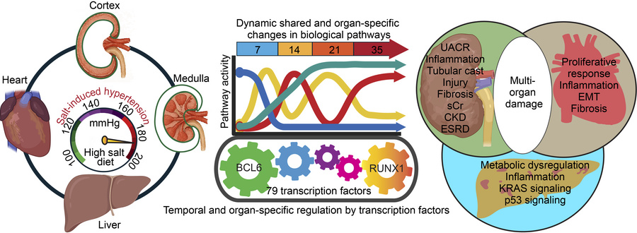 graphical abstract