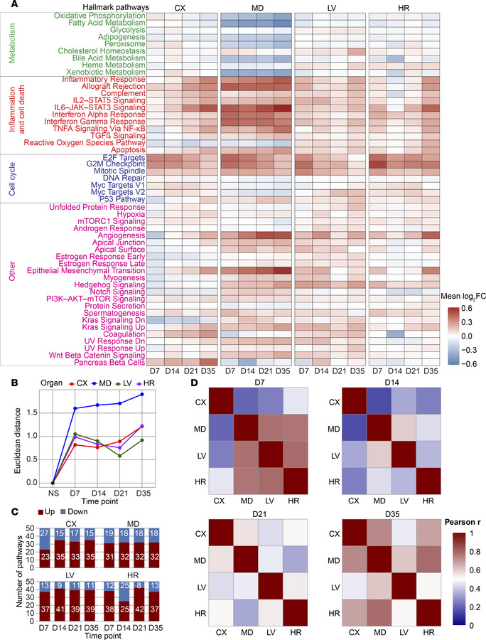 High-salt diet–induced hypertension dynamically regulates biological pat...