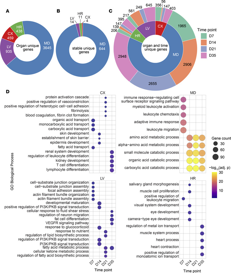 High-salt diet–induced hypertension drives distinct temporal and organ-s...