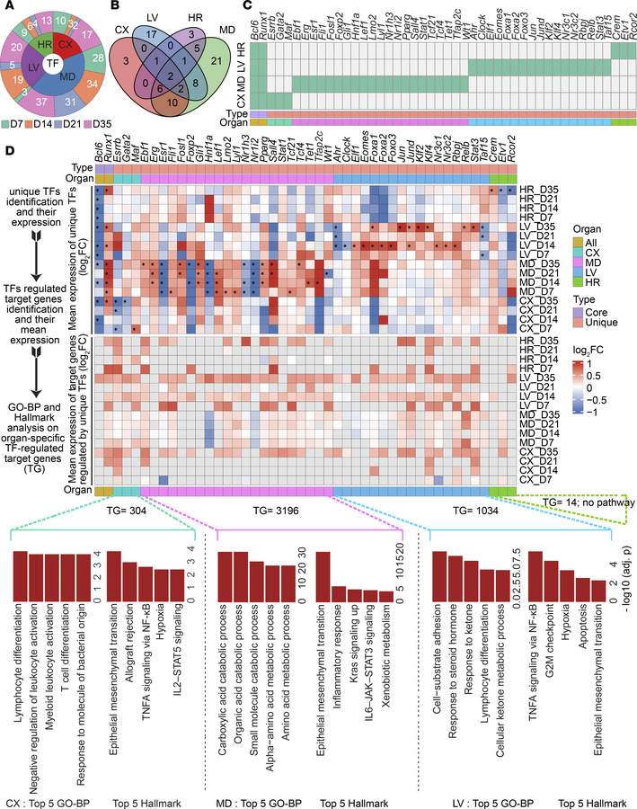 High-salt diet–induced hypertension drives organ-specific regulatory pro...