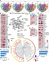 Shared transcriptional and pathway programs across organs in response to hi