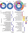 High-salt diet–induced hypertension drives distinct temporal and organ-spec