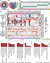 High-salt diet–induced hypertension drives organ-specific regulatory progra