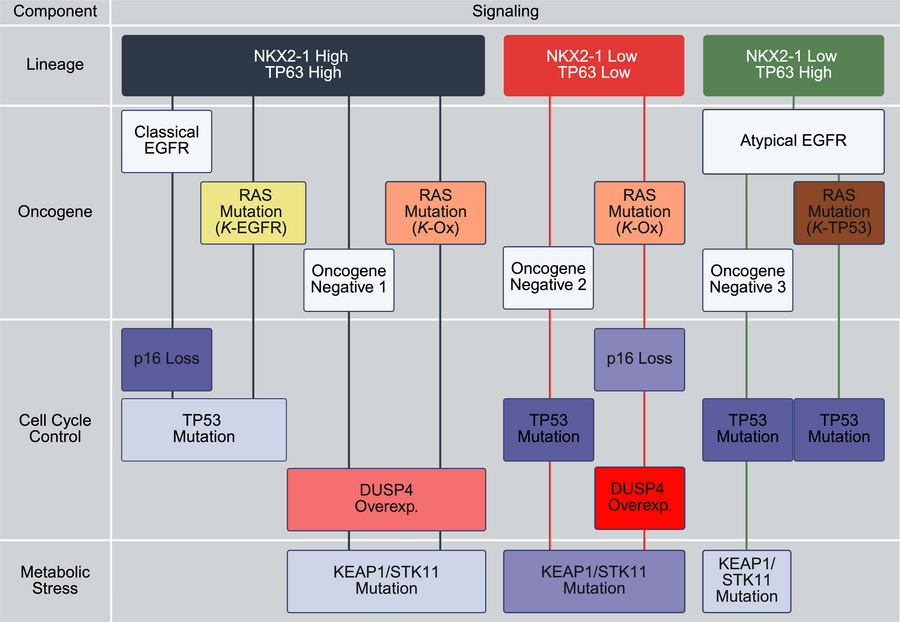 A proposed framework linking 4 biological components across lineage-defi...