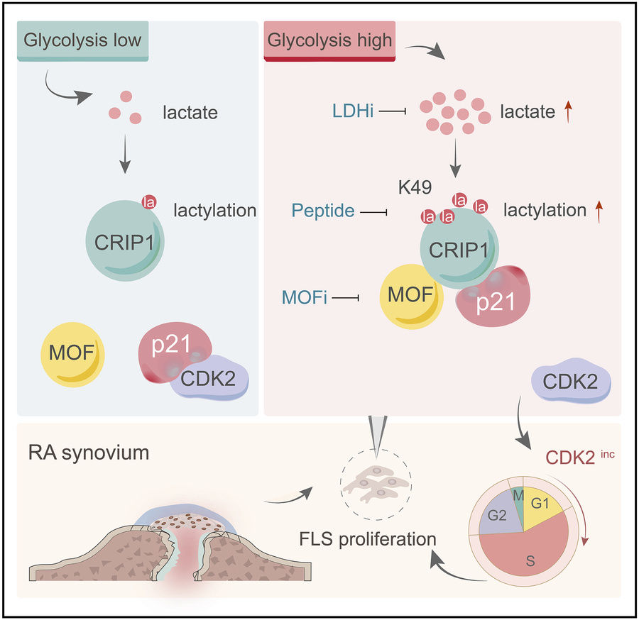 graphical abstract