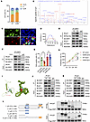 CRIP1 protein lactylation affects p21-CDK2 axis to promote synovial prolife