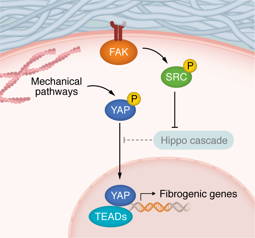 Mechanosensation and fibrosis.
Cells detect stiffness primarily through ...