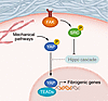 Mechanosensation and fibrosis.