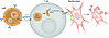 Generation of antifibrotic CAR T cells in vivo.