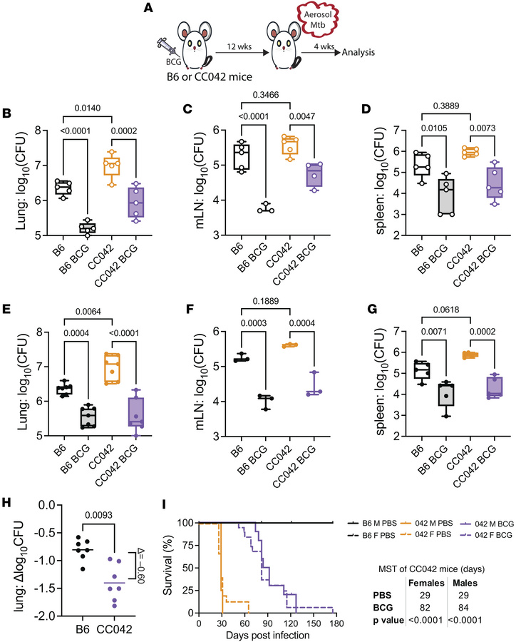 BCG protects CC042 mice against TB.
(A) Experimental scheme. B6 and CC04...