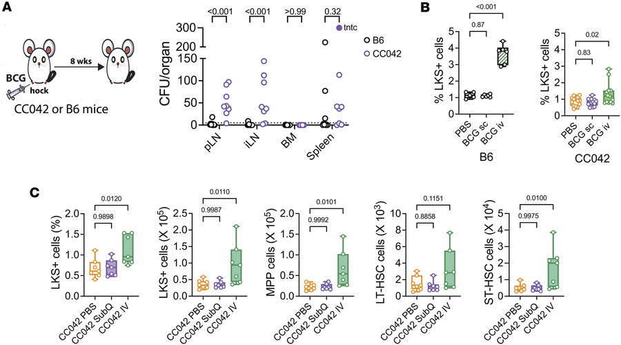 Subcutaneous BCG vaccination of CC042 mice does not result in HSC expans...