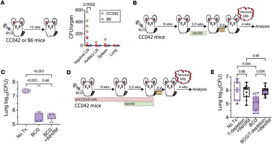 The presence of T cells during vaccination is required for the developme...