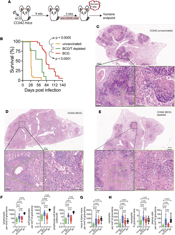Long-term survival of BCG-vaccinated CC042 mice challenged with Mtb requ...