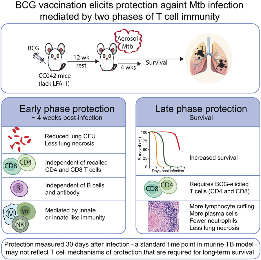 graphical abstract