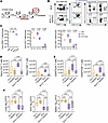 Bacterial control in BCG-vaccinated CC042 mice challenged with Mtb is indep