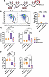Depletion of B cells does not abrogate BCG-mediated protection in CC042 mic