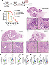 Long-term survival of BCG-vaccinated CC042 mice challenged with Mtb require